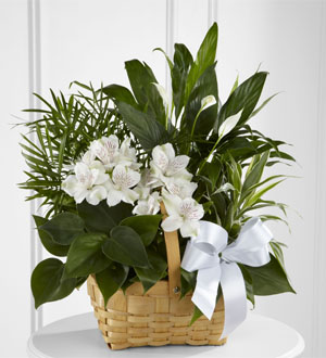 The FTD® Peace & Serenity Dishgarden