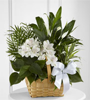The FTD® Peace & Serenity Dishgarden