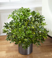 The FTD® Schefflera Arboricola