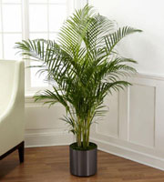 The FTD® Palm