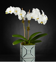 The FTD® Elegant Impressions Luxury Orchid